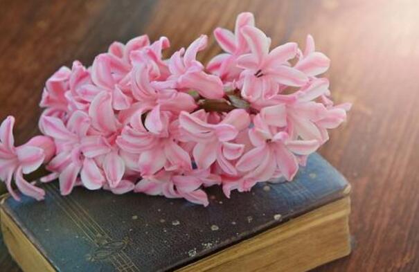 风信子花期是什么时候,不同的品种不同的时间