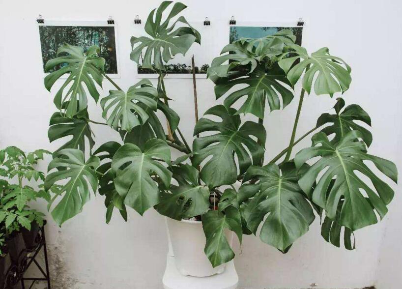盆栽龟背竹的养殖方法，生长所需的4个方面要点
