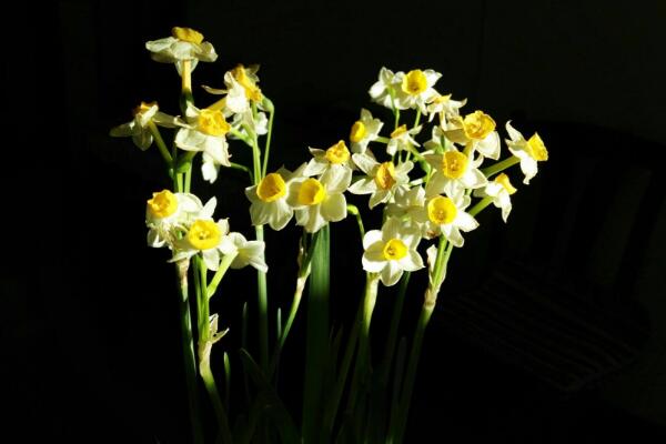 水仙花气味有毒吗,鳞茎有毒、气味无毒