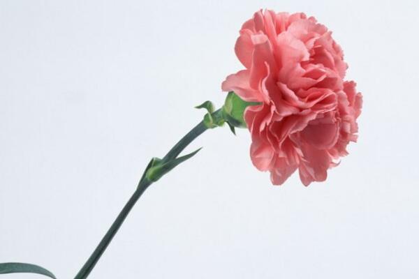 康乃馨插花瓶怎么养,四个步骤教你长时间保存康乃馨