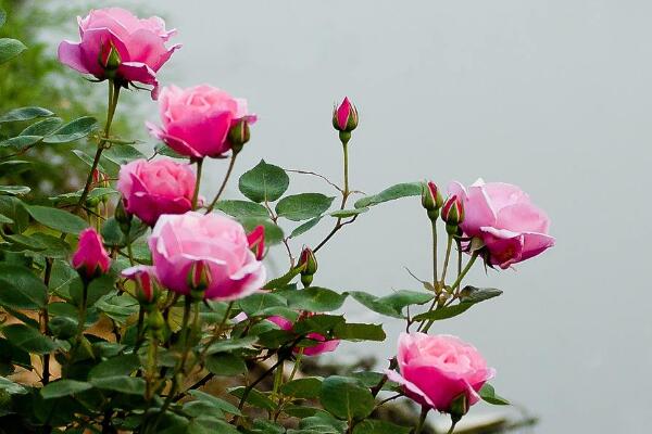 月季花刚种能淋雨吗，淋雨有助于月季生长(做好排水措施)
