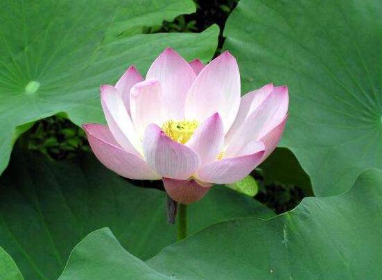 迎宾芙蓉怎么繁殖,盘点最实用的四大繁殖方法