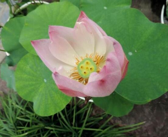 迎宾芙蓉怎么繁殖,盘点最实用的四大繁殖方法
