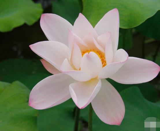 迎宾芙蓉怎么繁殖,盘点最实用的四大繁殖方法