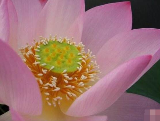 迎宾芙蓉怎么繁殖,盘点最实用的四大繁殖方法