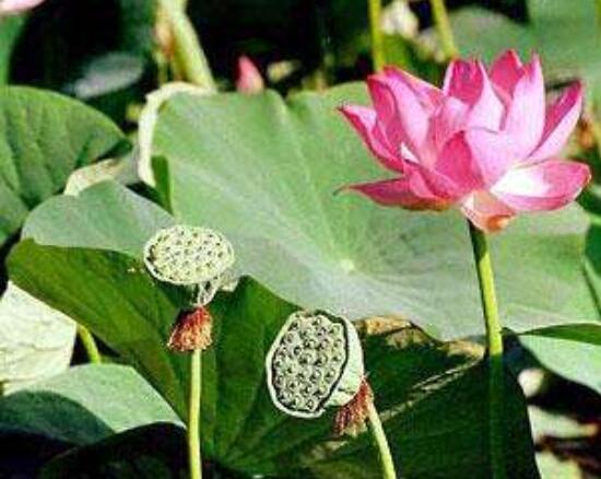 迎宾芙蓉怎么繁殖,盘点最实用的四大繁殖方法