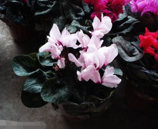 仙客来的花期是什么时候,每年冬季含苞盛放(12月至5月)