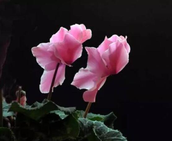 仙客来的花期是什么时候,每年冬季含苞盛放(12月至5月)