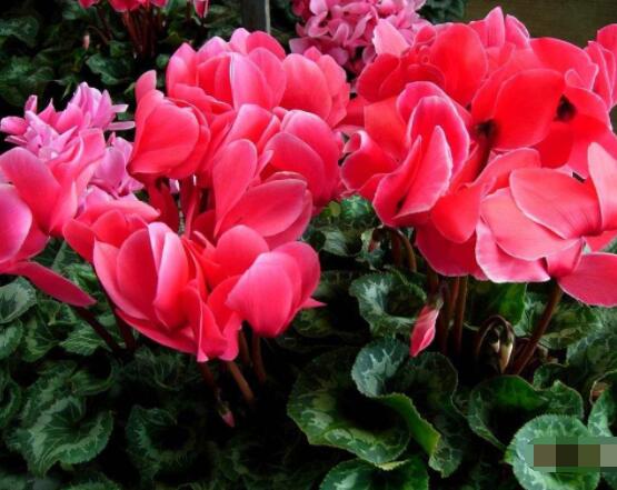 仙客来的花期是什么时候,每年冬季含苞盛放(12月至5月)
