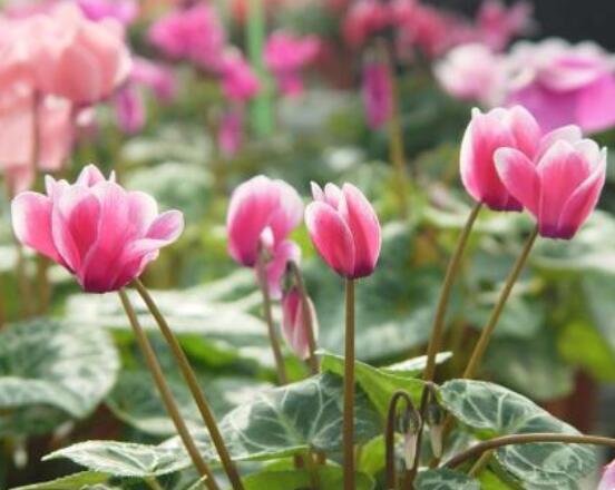 仙客来的花期是什么时候,每年冬季含苞盛放(12月至5月)
