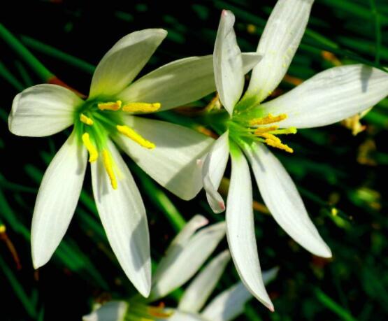 百合花开败后从哪里剪，从残花开始修剪保留球茎