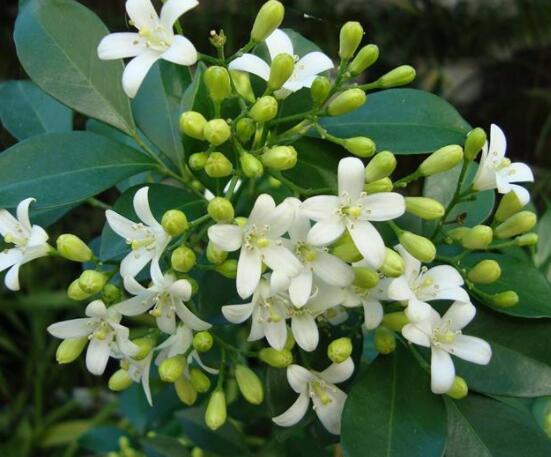 九里香花有毒吗,无毒/制作香精香料、泡茶泡酒喝