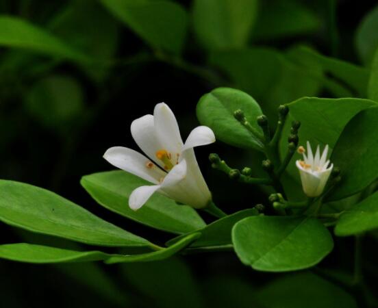 九里香花有毒吗,无毒/制作香精香料、泡茶泡酒喝