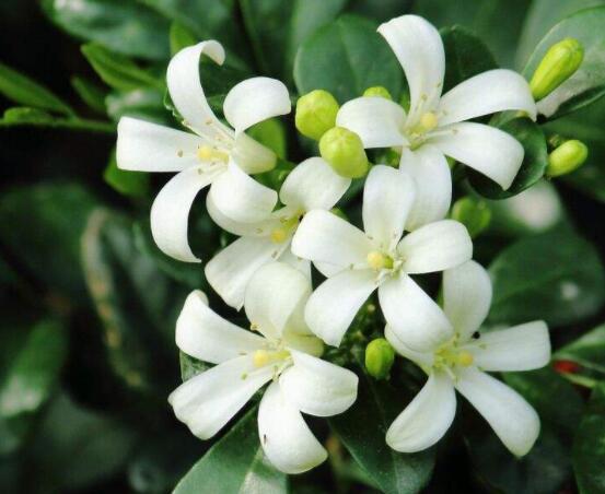 九里香花有毒吗,无毒/制作香精香料、泡茶泡酒喝
