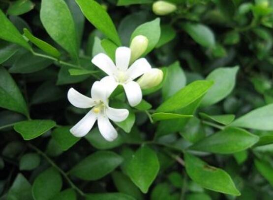 九里香花有毒吗,无毒/制作香精香料、泡茶泡酒喝
