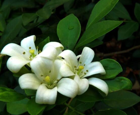 九里香花有毒吗,无毒/制作香精香料、泡茶泡酒喝