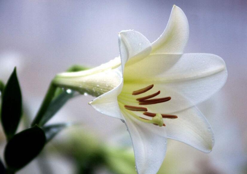 百合花怎么养水里,水培的4个注意事项