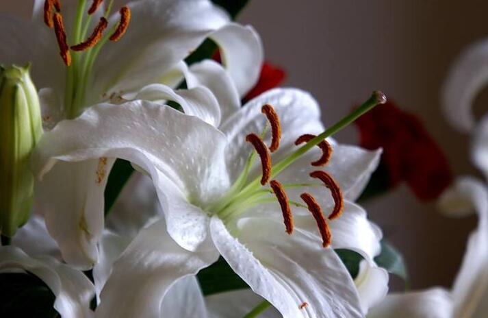 百合花怎么养水里,水培的4个注意事项
