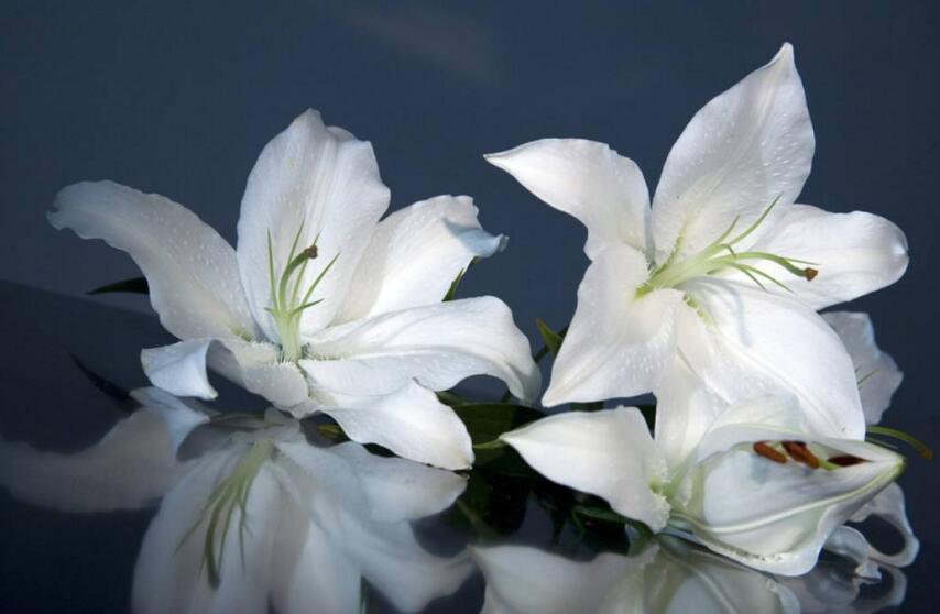 百合花怎么养水里,水培的4个注意事项