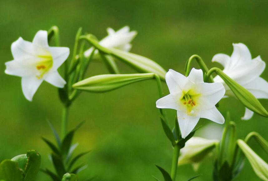 百合花怎么养水里,水培的4个注意事项