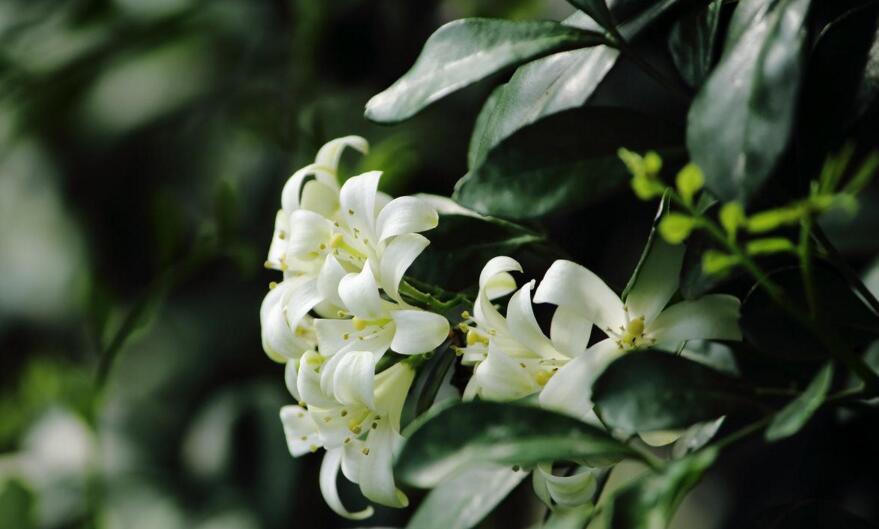 九里香花期养护方法，在开花的时候要注意这3种情况