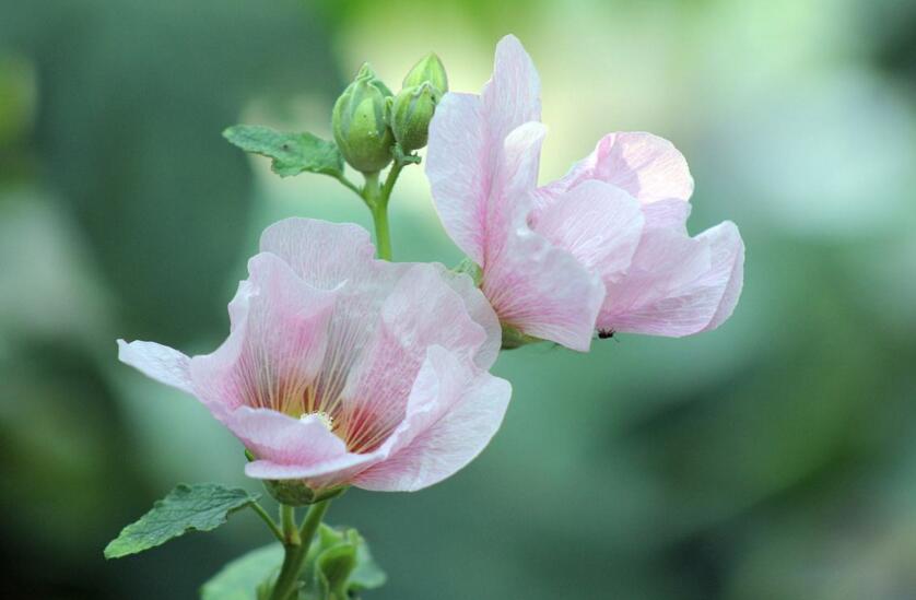 盆栽芙蓉花的养殖方法,养护得当可以花开满园