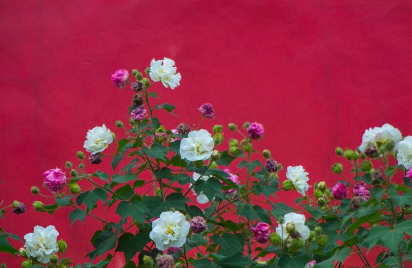 盆栽芙蓉花的养殖方法,养护得当可以花开满园