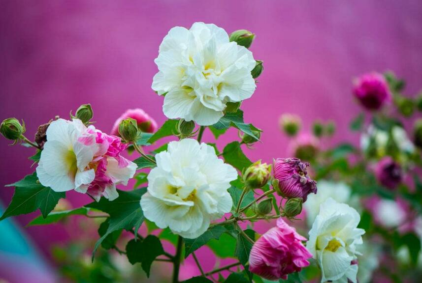 盆栽芙蓉花的养殖方法,养护得当可以花开满园