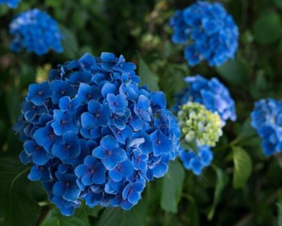 蓝绣球花语是什么,代表着背叛、见异思迁(纯净)