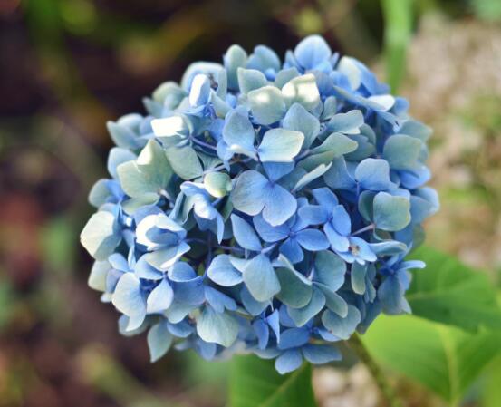 蓝绣球花语是什么,代表着背叛、见异思迁(纯净)