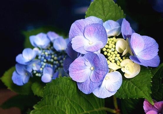 蓝绣球花语是什么,代表着背叛、见异思迁(纯净)