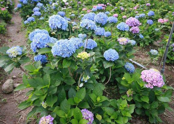 蓝绣球花语是什么,代表着背叛、见异思迁(纯净)