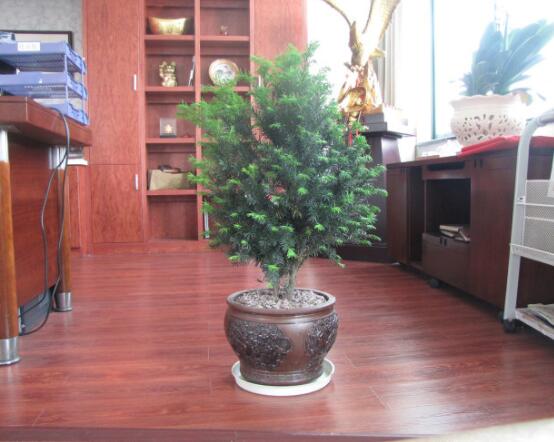 红豆杉可以种庭院吗，可以/幸福安康，家庭和睦