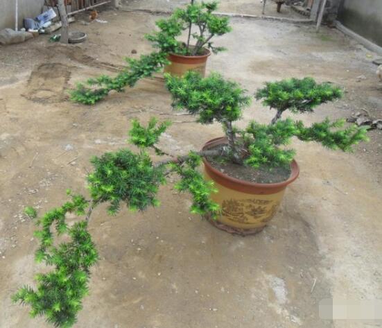 红豆杉可以种庭院吗,可以/幸福安康,家庭和睦