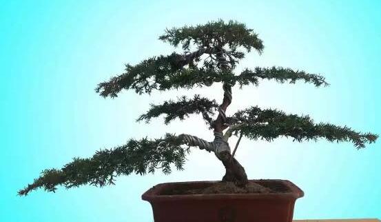红豆杉可以种庭院吗,可以/幸福安康,家庭和睦