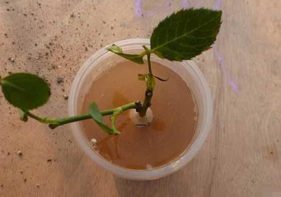 月季花的扦插懒人方法,教你两种最简单繁殖方法(土插与水插)