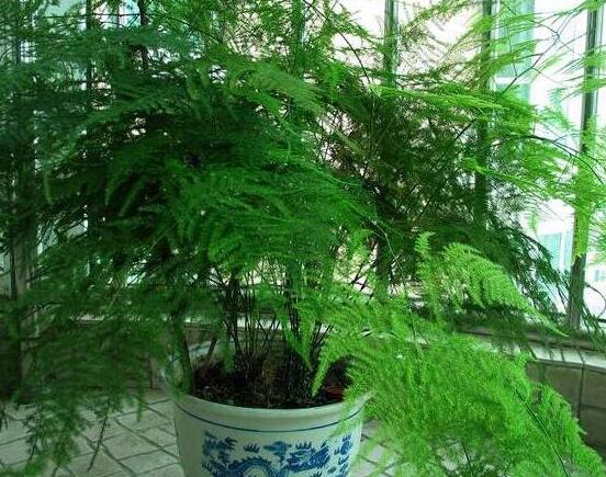 文竹肥料有哪些,饼肥、无机复合肥、液肥为主(枝繁叶茂)