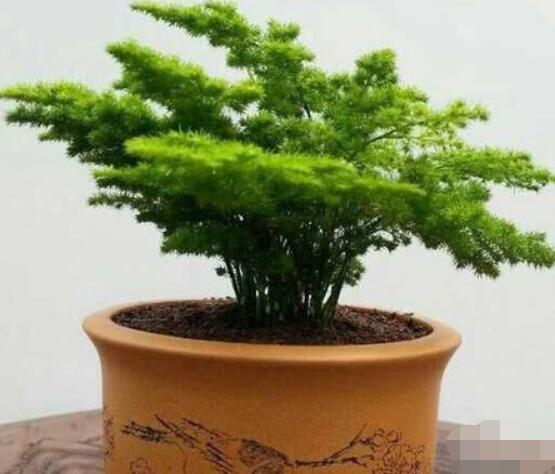 文竹肥料有哪些,饼肥、无机复合肥、液肥为主(枝繁叶茂)