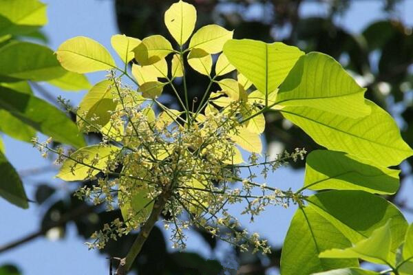 橡皮树和橡胶树的区别，从叶子、花朵、用途、产地来区分