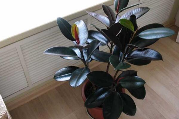 橡皮树和橡胶树的区别,从叶子、花朵、用途、产地来区分