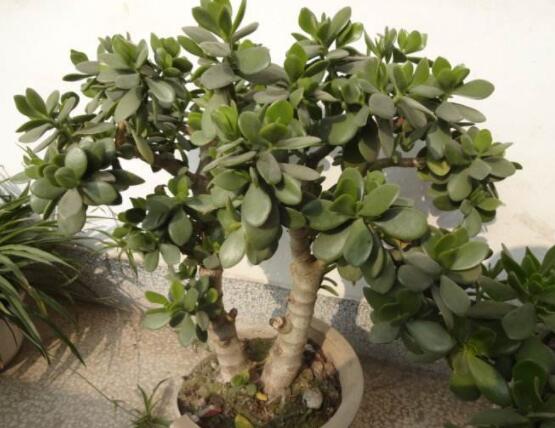 植物燕子掌有毒吗,无毒与有毒需待进一步科学考证(证据不足)