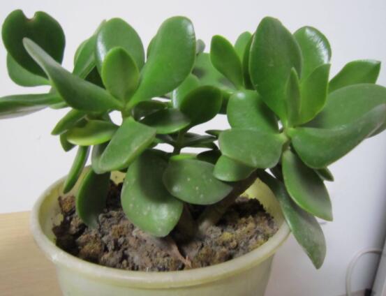植物燕子掌有毒吗,无毒与有毒需待进一步科学考证(证据不足)