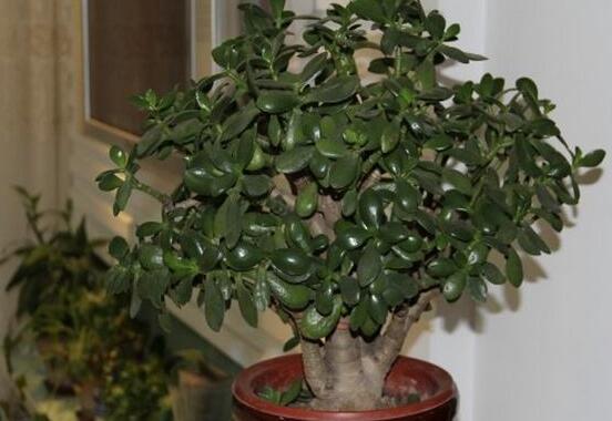 植物燕子掌有毒吗,无毒与有毒需待进一步科学考证(证据不足)
