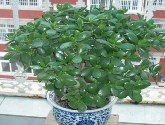 植物燕子掌有毒吗,无毒与有毒需待进一步科学考证(证据不足)