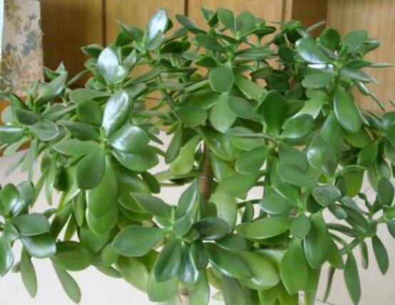 植物燕子掌有毒吗,无毒与有毒需待进一步科学考证(证据不足)