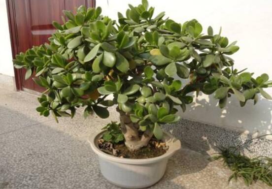 植物燕子掌有毒吗,无毒与有毒需待进一步科学考证(证据不足)