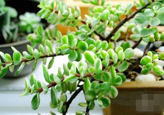 多肉植物雅乐之舞怎么养,注意五个要点一年四季常青
