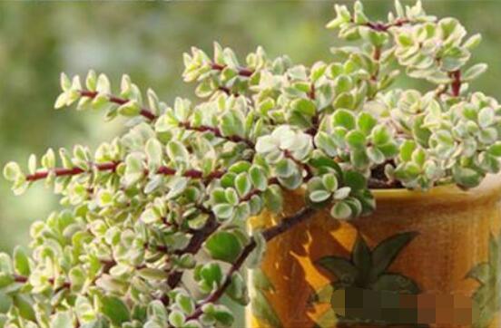 多肉植物雅乐之舞怎么养,注意五个要点一年四季常青
