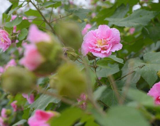 芙蓉花叶子黄了怎么办，教你三种容易导致叶黄解决方法