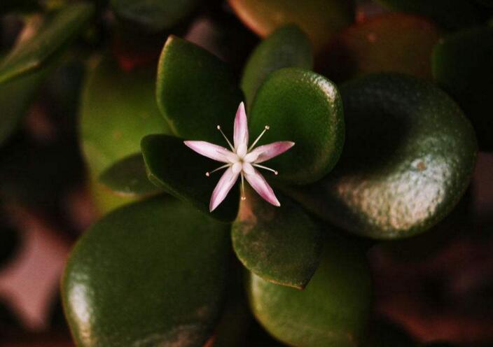 玉树花和燕子掌的区别,叶片上的3处不同